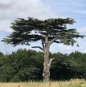 Cedar of lebanon(Cedrus libani)