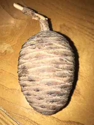 Cedar of lebanon(Cedrus libani)