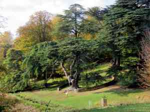 Cedar of lebanon(Cedrus libani)