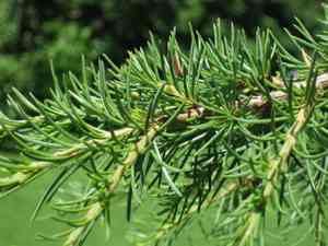 Cedar of lebanon(Cedrus libani)