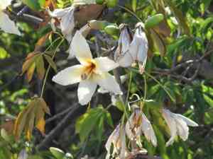 White silk floss tree(Ceiba insignis)