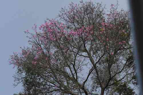 Floss silk tree(Ceiba speciosa)