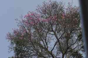 Floss silk tree(Ceiba speciosa)
