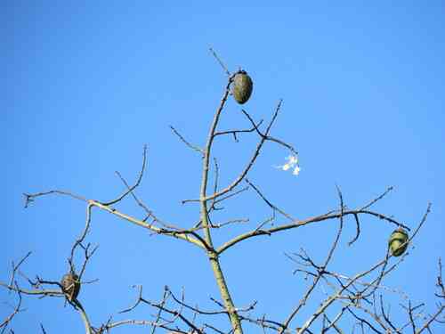 Floss silk tree(Ceiba speciosa)