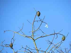 Floss silk tree(Ceiba speciosa)