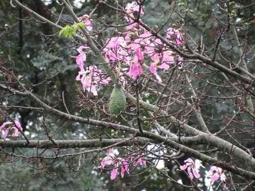 Floss silk tree(Ceiba speciosa)
