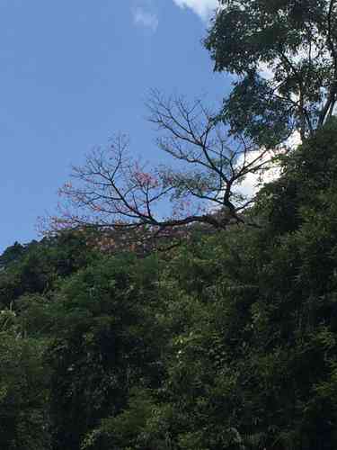 Floss silk tree(Ceiba speciosa)