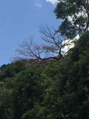 Floss silk tree(Ceiba speciosa)