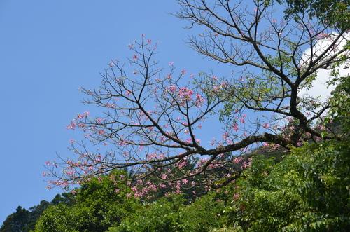 Floss silk tree