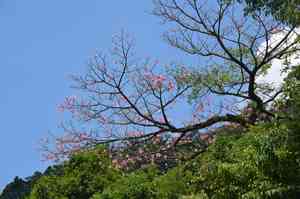 Floss silk tree(Ceiba speciosa)
