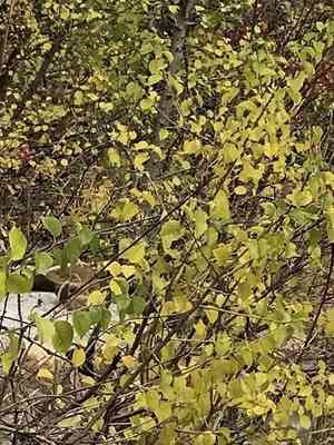 Staff vines (Celastrus)(Celastrus)