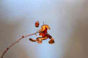 Staff vines (Celastrus)(Celastrus)