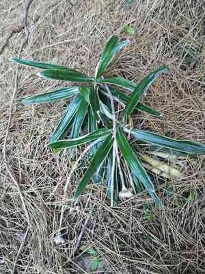 Cotton plant(Celmisia spectabilis)
