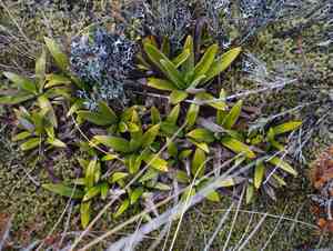 Cotton plant(Celmisia spectabilis)