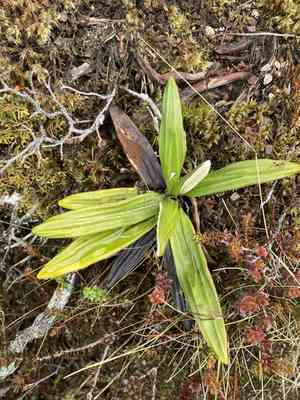 Cotton plant(Celmisia spectabilis)