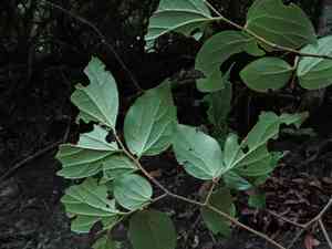 Biond's hackberry(Celtis biondii)