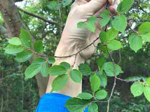 Biond's hackberry(Celtis biondii)