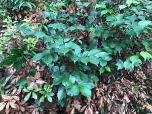 Biond's hackberry(Celtis biondii)