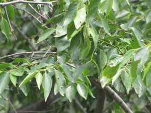 Bunge's hackberry(Celtis bungeana)
