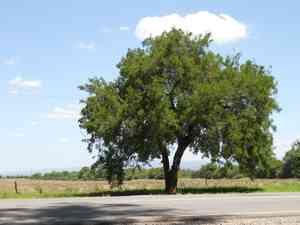 Spiny Hackberry(Celtis ehrenbergiana)