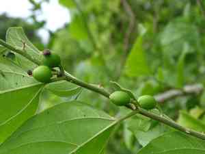 Iguana hackberry(Celtis iguanaea)