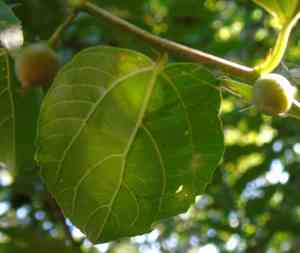 Iguana hackberry(Celtis iguanaea)