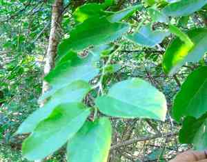 Iguana hackberry(Celtis iguanaea)