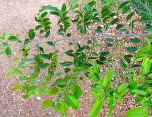 Iguana hackberry(Celtis iguanaea)