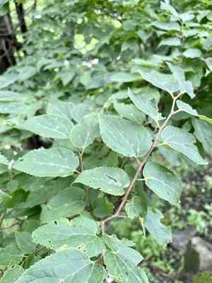 Celtis jessoensis(Celtis jessoensis)