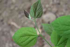 Celtis jessoensis(Celtis jessoensis)