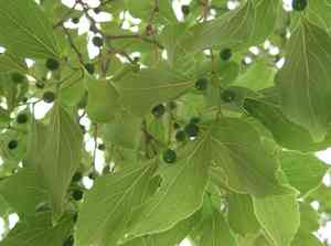 Celtis jessoensis(Celtis jessoensis)