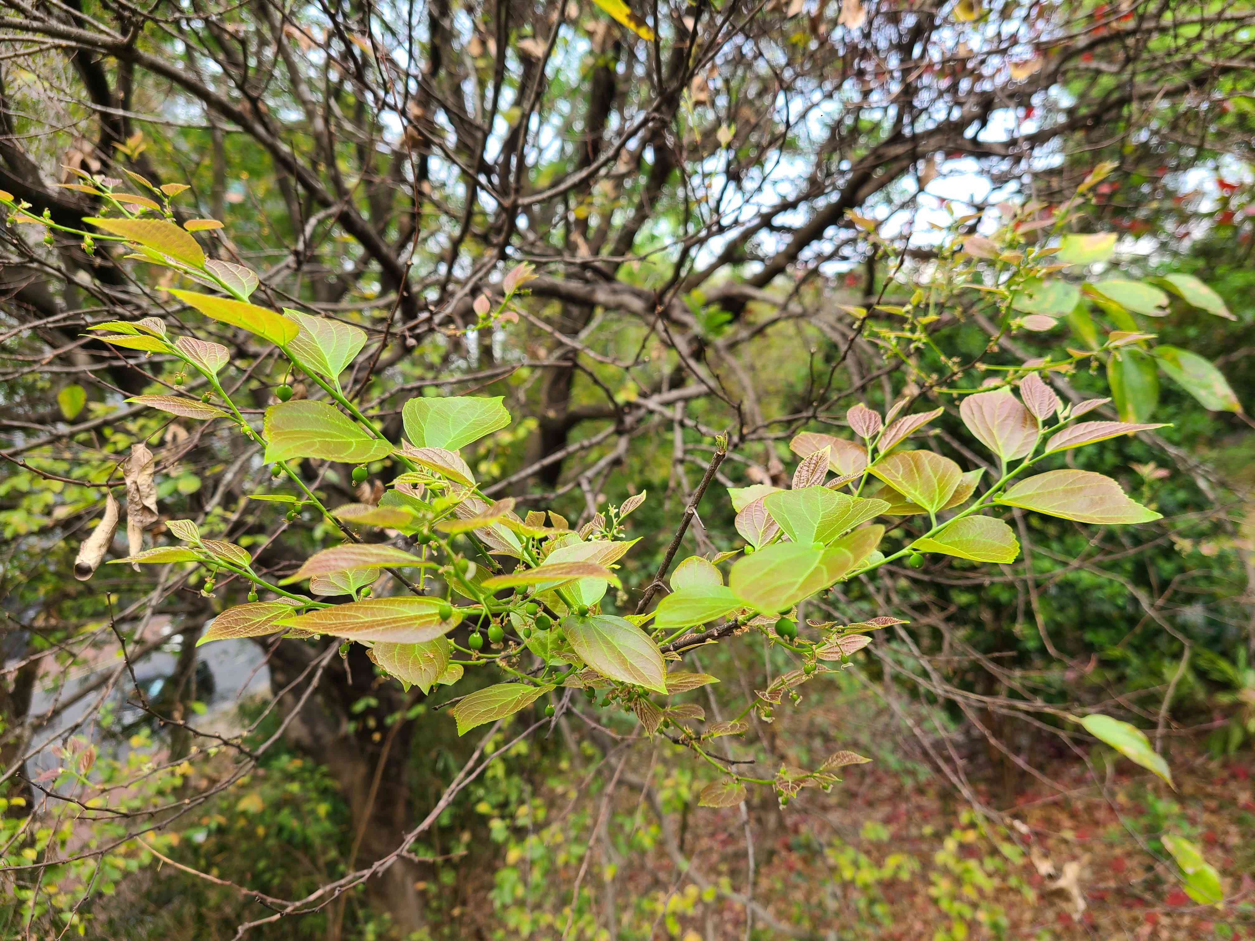 Chinese hackberry(Celtis sinensis)