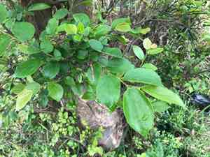Chinese hackberry(Celtis sinensis)
