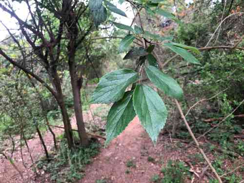 Chinese hackberry(Celtis sinensis)