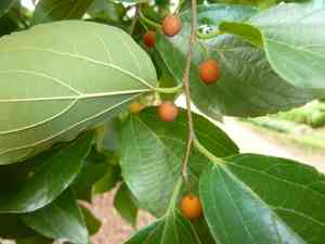 Chinese hackberry(Celtis sinensis)