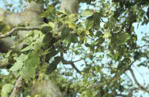 Hackberries (Celtis)(Celtis)