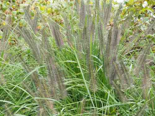 Chinese fountaingrass(Cenchrus alopecuroides)