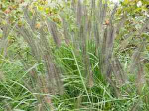 Chinese fountaingrass(Cenchrus alopecuroides)