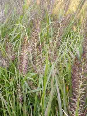 Chinese fountaingrass(Cenchrus alopecuroides)