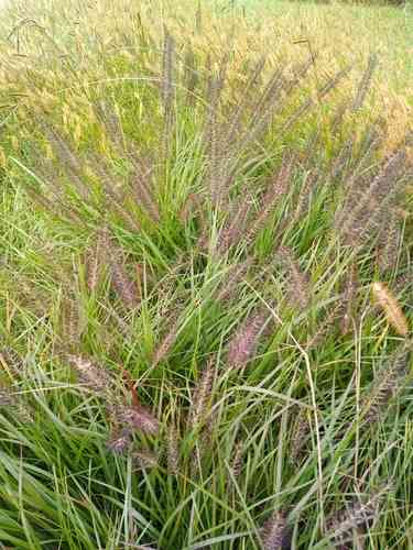 Chinese fountaingrass(Cenchrus alopecuroides)