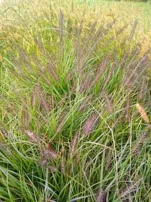 Chinese fountaingrass(Cenchrus alopecuroides)