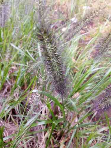 Chinese fountaingrass(Cenchrus alopecuroides)