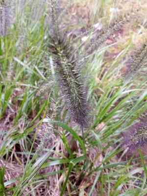 Chinese fountaingrass(Cenchrus alopecuroides)