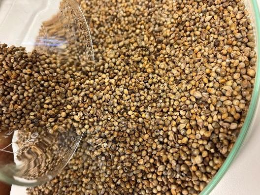 Pearl millet