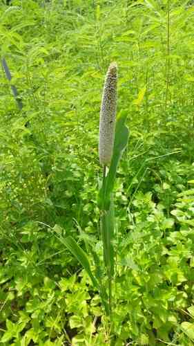 Pearl millet(Cenchrus americanus)