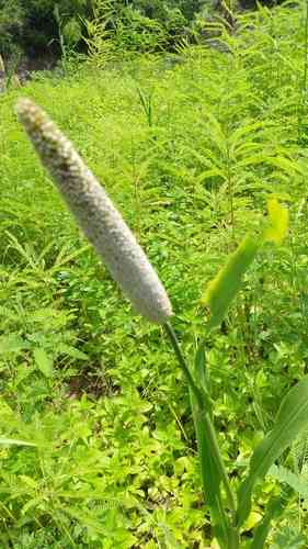 Pearl millet(Cenchrus americanus)