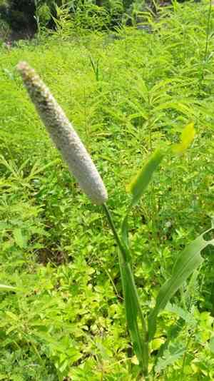 Pearl millet(Cenchrus americanus)