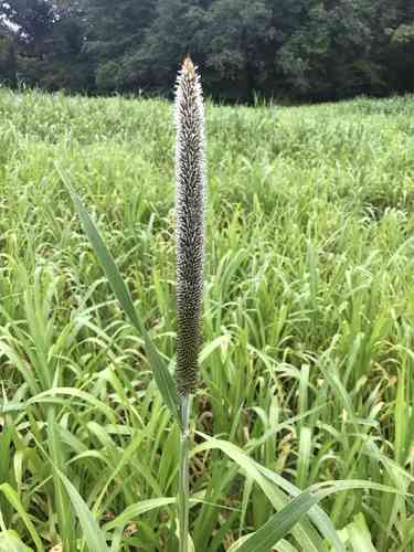 Pearl millet(Cenchrus americanus)