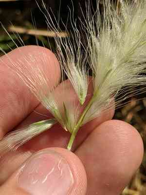 Feathertop(Cenchrus longisetus)
