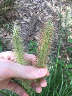 Feathertop(Cenchrus longisetus)